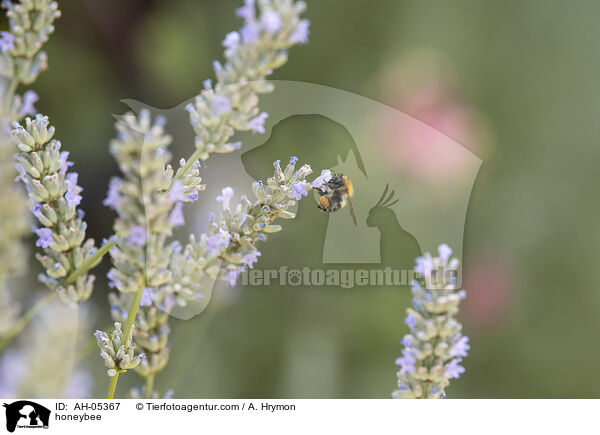 Honigbiene / honeybee / AH-05367