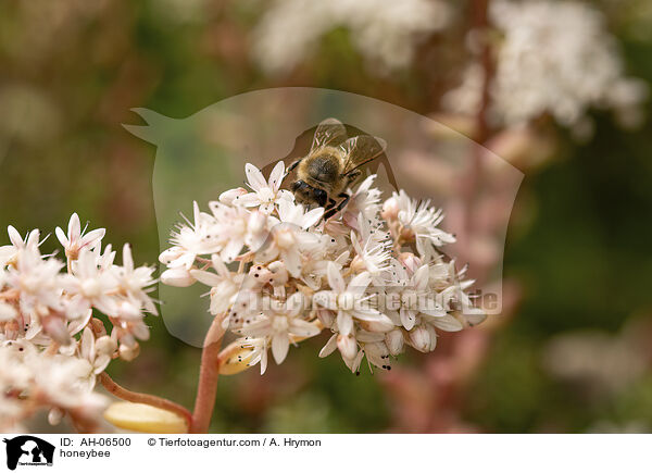 Honigbiene / honeybee / AH-06500
