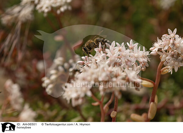 Honigbiene / honeybee / AH-06501