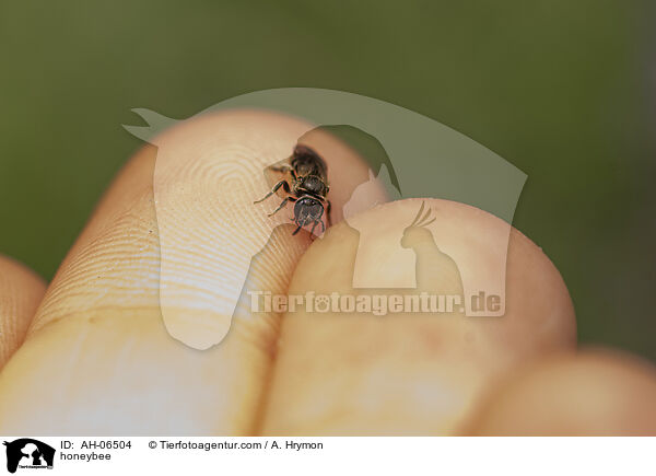 Honigbiene / honeybee / AH-06504