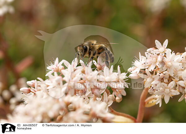 Honigbiene / honeybee / AH-06507