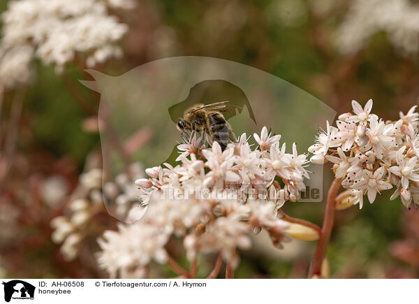 Honigbiene / honeybee / AH-06508