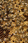 honeybees