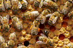 honeybees