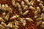 honeybees