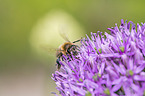 sitting Honey Bee