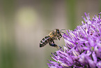 flying Honey Bee