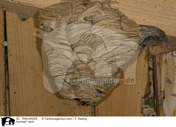 Hornissennest / hornets' nest / THA-05009