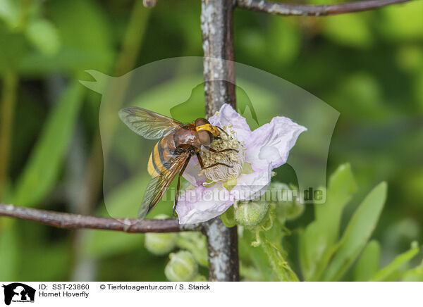 Hornissenschwebfliege / Hornet Hoverfly / SST-23860