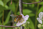 Hornet Hoverfly