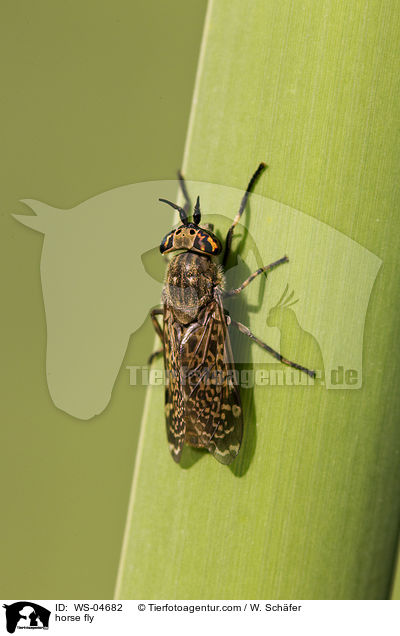 horse fly / WS-04682