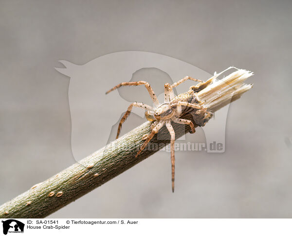Weirandiger Flachstrecker / House Crab-Spider / SA-01541