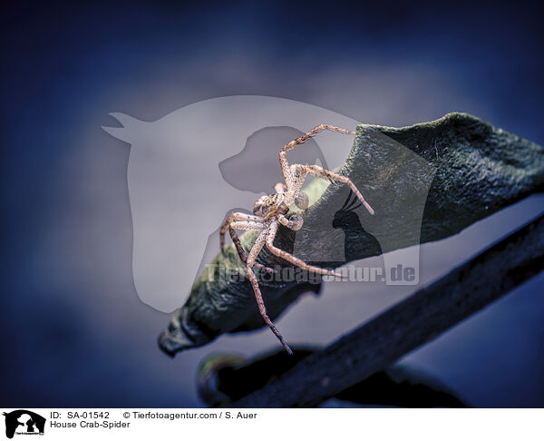 Weirandiger Flachstrecker / House Crab-Spider / SA-01542