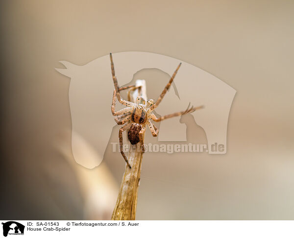 Weirandiger Flachstrecker / House Crab-Spider / SA-01543