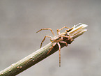 House Crab-Spider