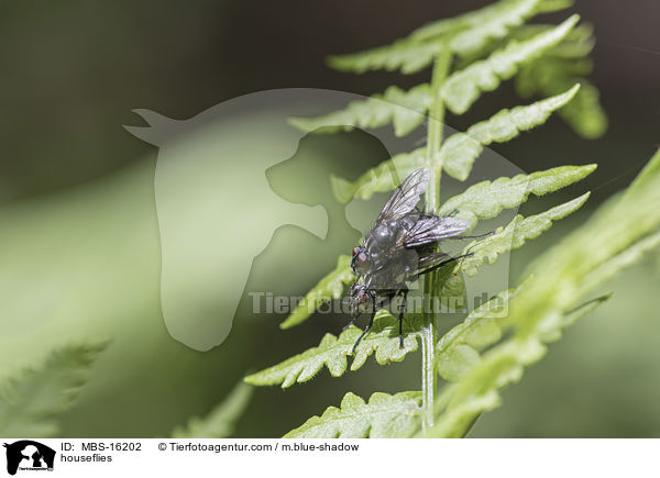 Stubenfliegen / houseflies / MBS-16202