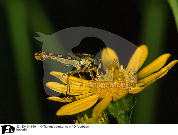 Schwebfliege / hoverfly / DV-01140