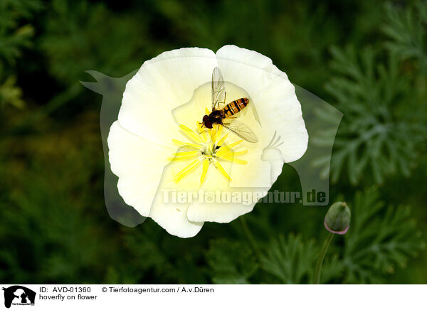 Schwebfliege auf Blte / hoverfly on flower / AVD-01360