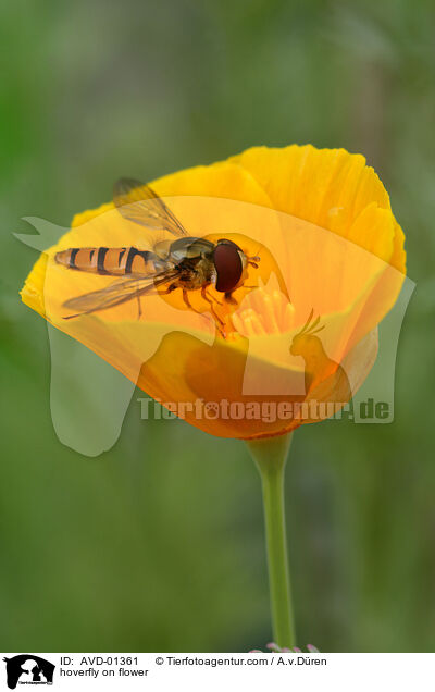 Schwebfliege auf Blte / hoverfly on flower / AVD-01361