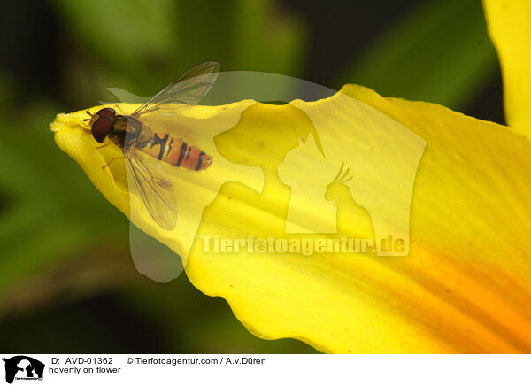 Schwebfliege auf Blte / hoverfly on flower / AVD-01362