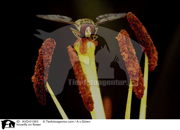 Schwebfliege auf Blte / hoverfly on flower / AVD-01363