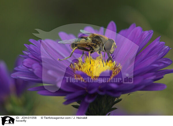 Schwebfliege auf Blume / hoverfly / JOH-01058