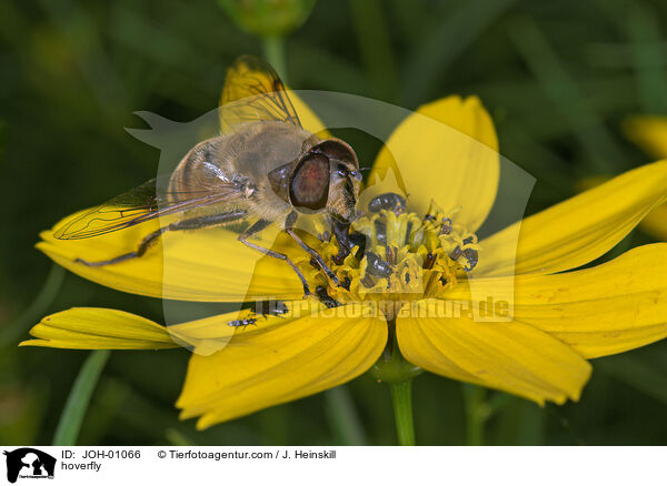 Schwebfliege und Kfer auf Blume / hoverfly / JOH-01066