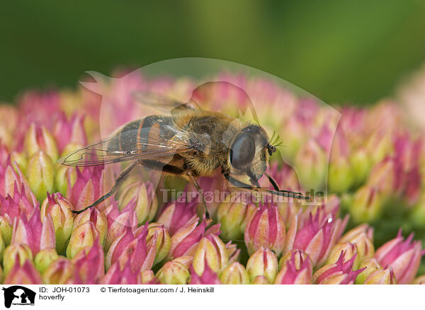 Schwebfliege auf Blume / hoverfly / JOH-01073