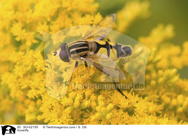 Schwebfliege / hoverfly / SO-02150