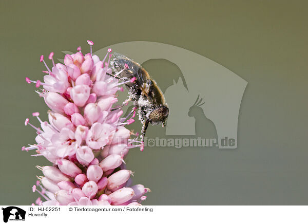 Schwebfliege / Hoverfly / HJ-02251