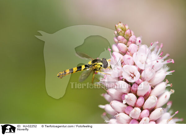 Schwebfliege / Hoverfly / HJ-02252