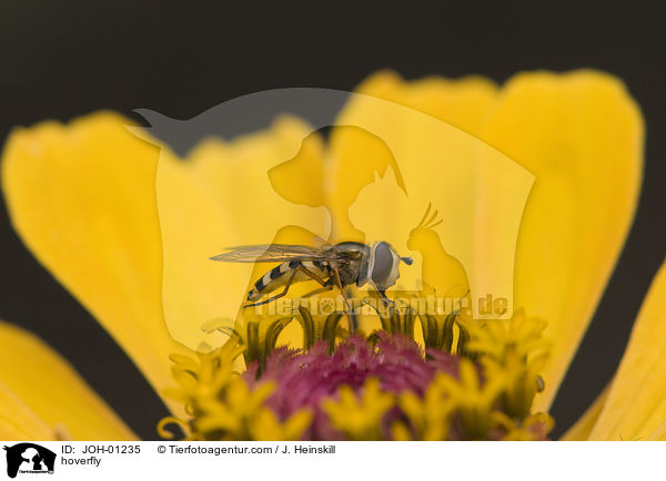 Schwebfliege / hoverfly / JOH-01235