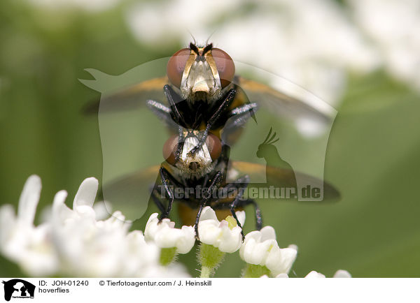 Schwebfliegen / hoverflies / JOH-01240