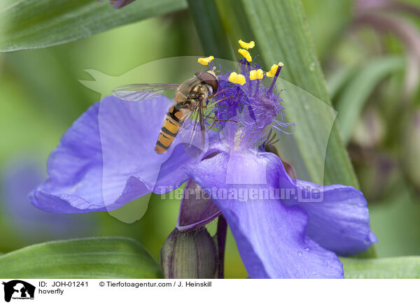 Schwebfliege / hoverfly / JOH-01241