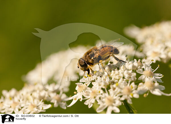 Schwebfliege / hoverfly / SO-03602