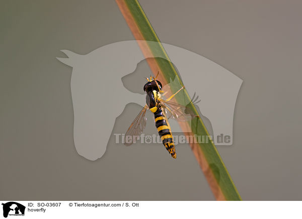 hoverfly / SO-03607