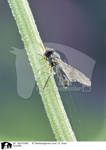 Schwebfliege / hoverfly / SA-01495