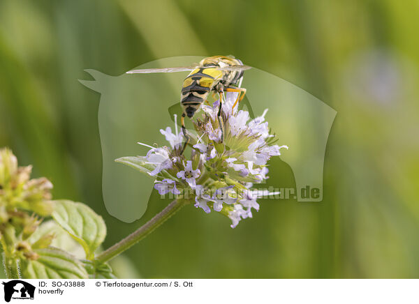 hoverfly / SO-03888