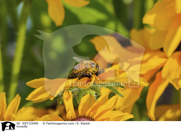 hoverfly / SST-23066