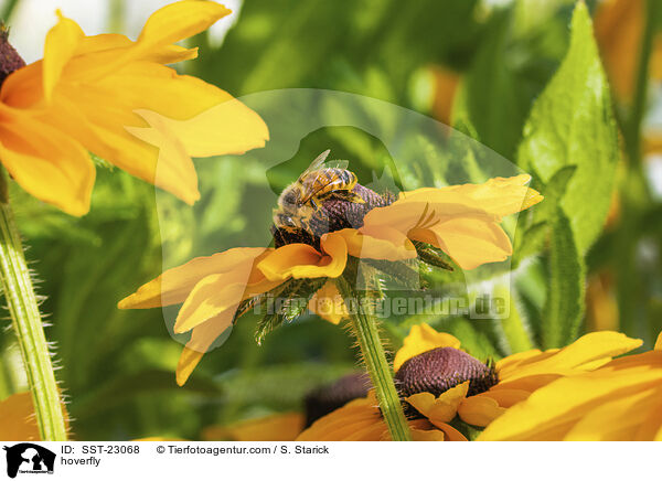 Schwebfliege / hoverfly / SST-23068