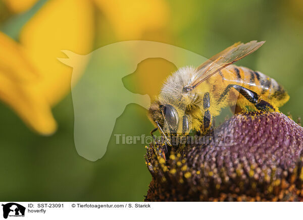 hoverfly / SST-23091