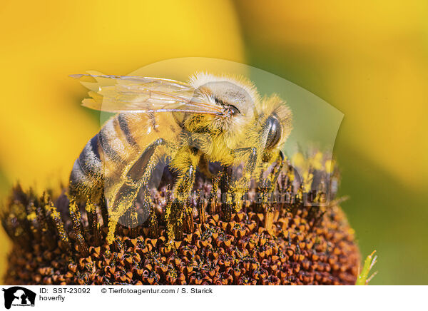hoverfly / SST-23092
