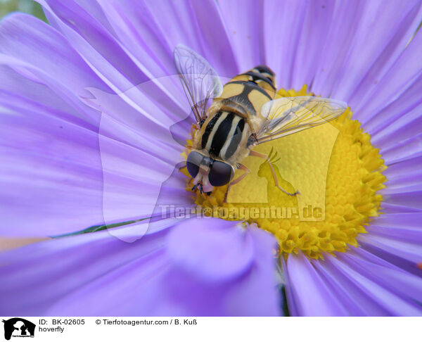 hoverfly / BK-02605