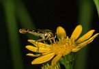 hoverfly