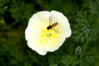 hoverfly on flower