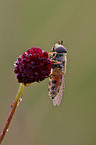 hoverfly