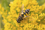 hoverfly