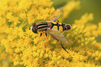 hoverfly