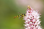 Hoverfly