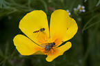 hoverfly and fly